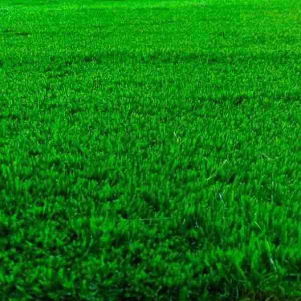 Artificial Grass Carpets 35mm thick